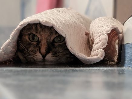 cat hiding under bathroom mat