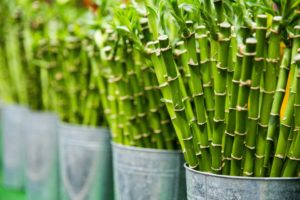 image of bamboo, one of the materials used to make biodegradable toilet paper